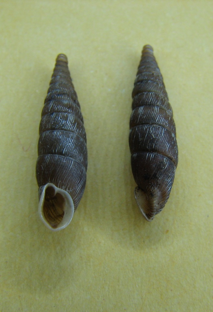 Bulgarica (Denticularia) denticulata (OLIVIER, 1801)